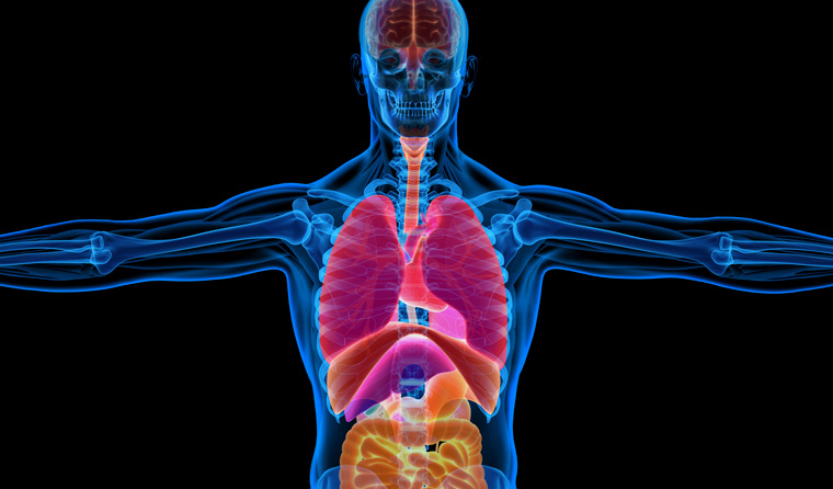 Internal organs x-ray