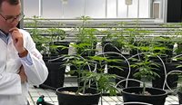 Medicinal cannabis crop