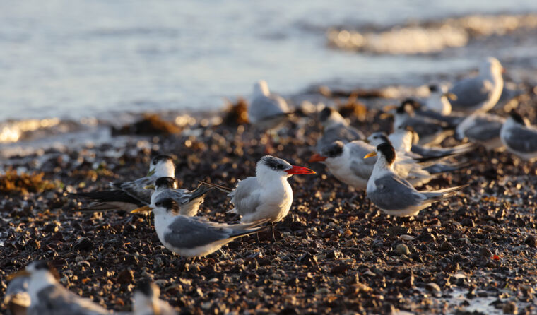 A group of greater crested terns on a shore.