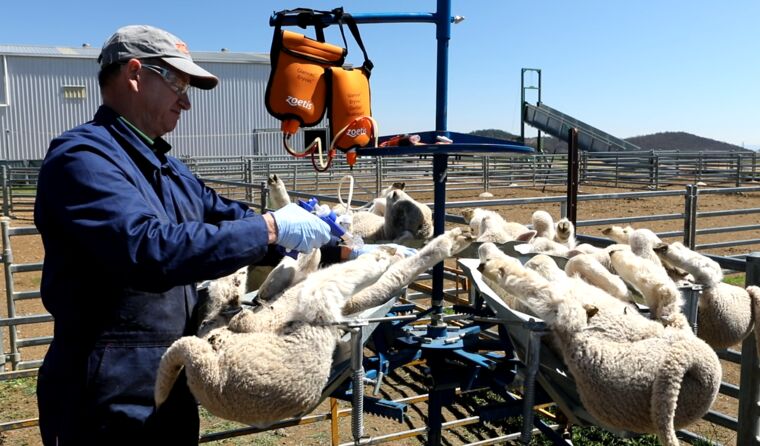 Sheep getting vaccinated