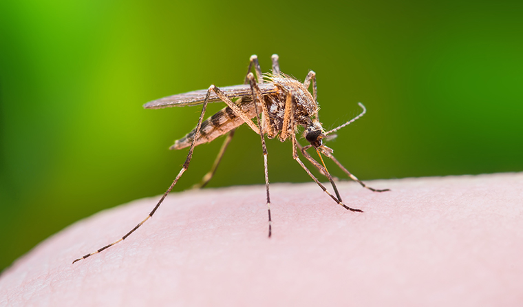 The new research will include examining mosquitoes’ role in spreading the Buruli ulcer bacteria to humans.