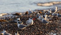 A group of greater crested terns on a shore.