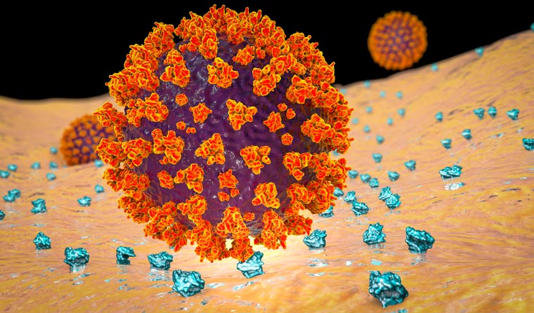 SARS-CoV-2 virus and ACE2 receptors 