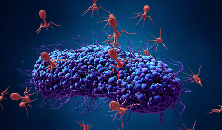 Phages are lethal against bacteria. Can they become clinically useful?