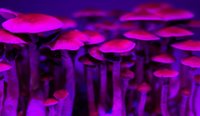As Schedule 9 substances, the use of psychedelics like psilocybin is limited to medical and scientific research, and subject to strict regulatory controls.
