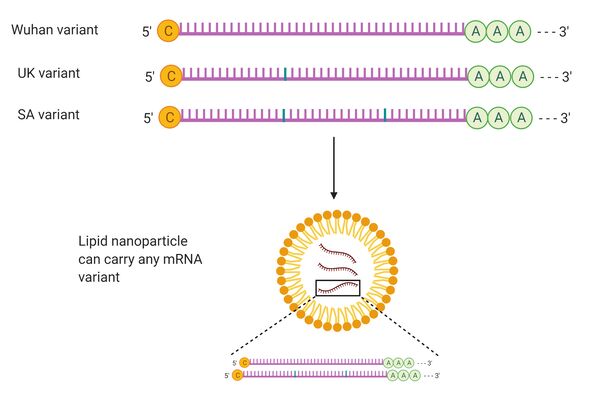sequence of mrna