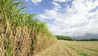 Sugar cane pic representing drop in QLD GP numbers