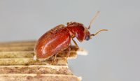 Live tobacco beetles were recently found in two batches of a supplement aimed at relieving constipation.