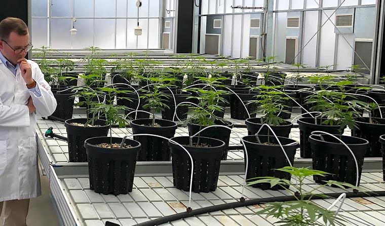 Medicinal cannabis crop