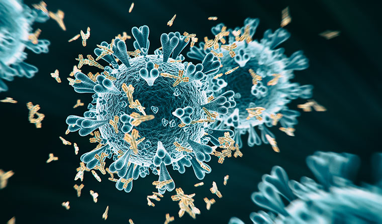 Coronavirus antibodies