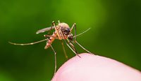 Dengue virus is not spread from person to person – a mosquito needs to bite an infected person, become infected, and then it may transmit the virus to a second person as they bite.