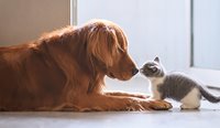 Participants in the study said their pets help them socialise and make friends. 