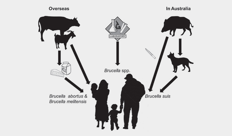 Risk Factors And Precautions For Brucellosis - Ask The Nurse Expert