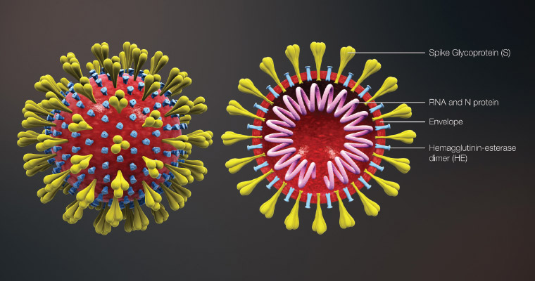 Figure 1. Coronavirus virion structure showing the spike glycoproteins.