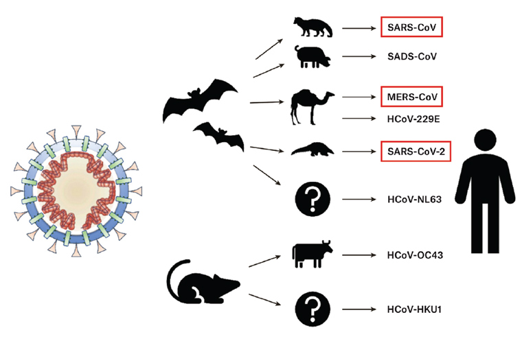 Figure 2. Zoonosis and coronaviruses. The pangolin is suspected as the intermediary in SARS-CoV-2 zoonosis from bats to humans.