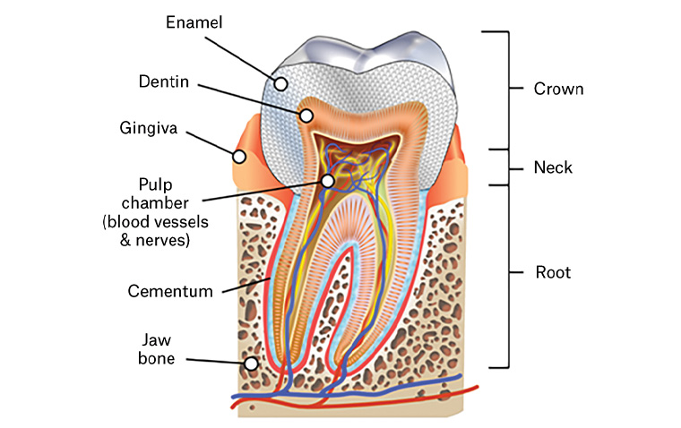 Figure 1. Tooth structure