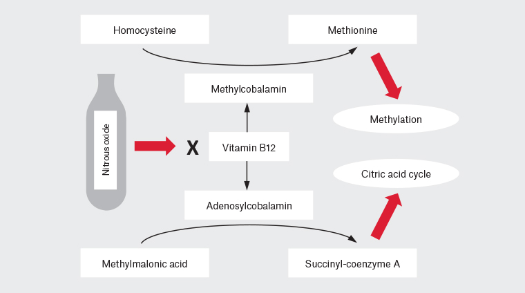 Figure 4. Simplified vitamin B12 pathway. Inactivation of vitamin B12 results in increased levels of homocysteine and methylmalonic acid. Reduced methylation processes result in impaired myelin sheath maintenance.