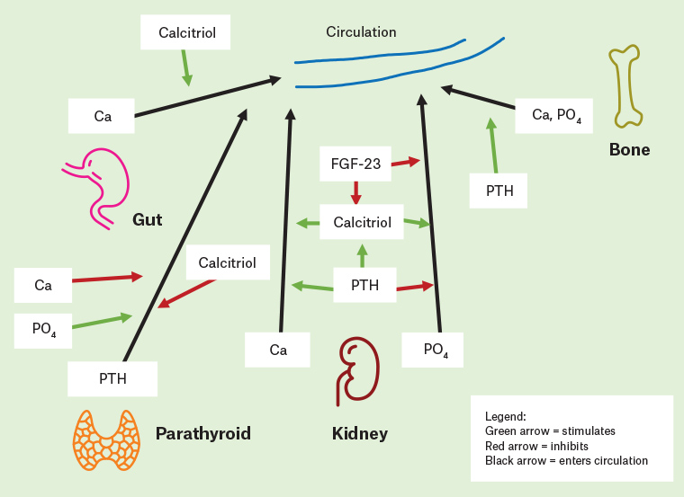 Simplified diagrammatic representation of chronic kidney disease mineral and bone disorder pathogenesis and the roles of calcium, phosphate, parathyroid hormone, fibroblast growth factor-23 and calcitriol.