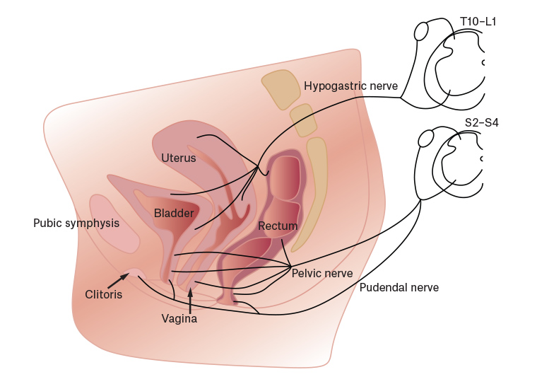 Figure 3. The shared sensory innervation of the pelvic organs via the hypogastric nerve to similar spinal segments