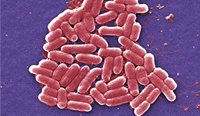 The continued inappropriate levels of antibiotic prescribing risks are creating ‘superbugs’. (Image: Centers for Disease Control)
