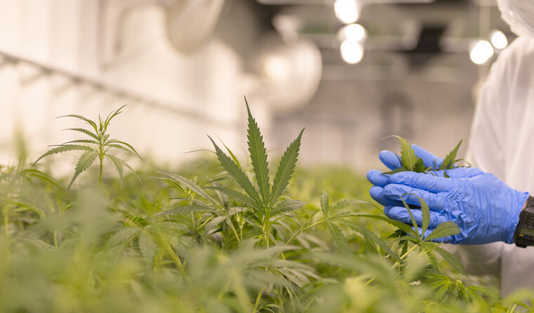 Medicinal cannabis crop.