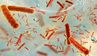 Multidrug resistant bacteria inside a biofilm.