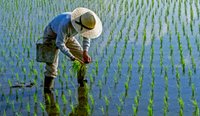 The mosquitoes that spread Japanese encephalitis are usually found in wetlands and drainage areas, such as rice paddies.