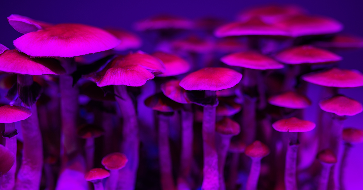 RACGP - Therapeutic psychedelics: Mental health 'magic bullet' or expensive trip?