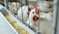 The virus has led to the destruction of millions of commercially raised chickens in the US.