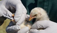 Baby chicken getting tested for avian flu