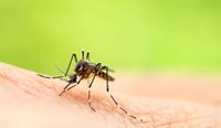 Mosquitoes are thought to be the key vectors of Mycobacterium ulcerans.