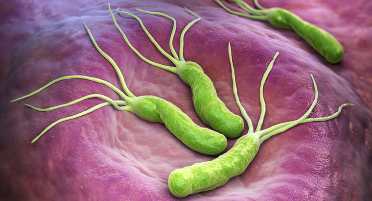 Helicobacter pylori normally infect the stomachs of children where, if undetected, they can stay forever. 