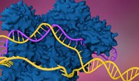 When scientists discovered some bacteria can cut the DNA of invading viruses as a defence mechanism, they realised they could use this to cut human DNA.