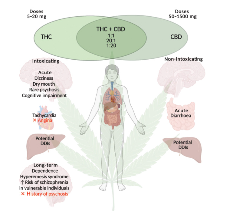 RACGP - A Primer On Medicinal Cannabis Safety And Potential Adverse Effects