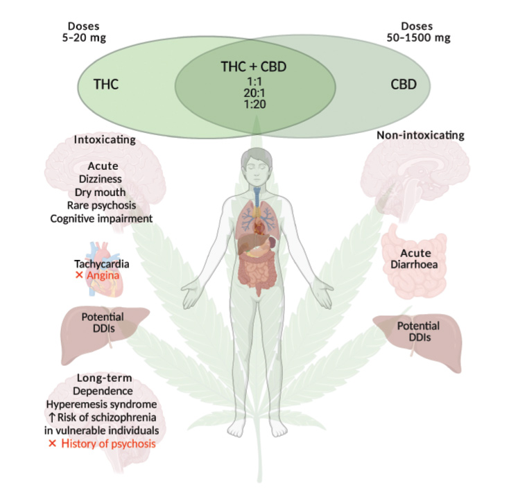 Figure 1. The acute and long-term adverse effects of medicinal cannabis