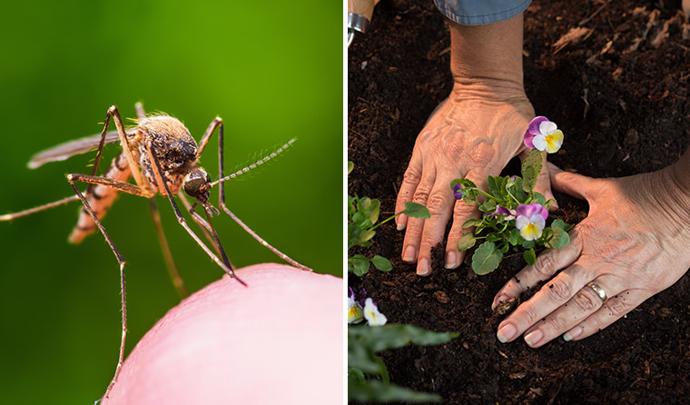 Mosquitoes and contaminated soil are two suspected methods of transmission.