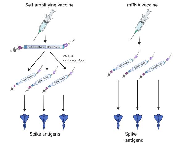 Racgp Four Things About Mrna Vaccines Researchers Still Want To Find Out