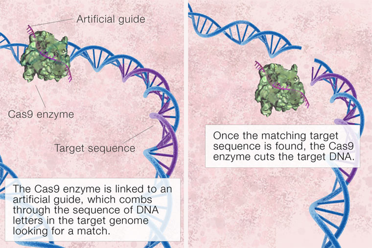 CRISPR-text-1.jpg