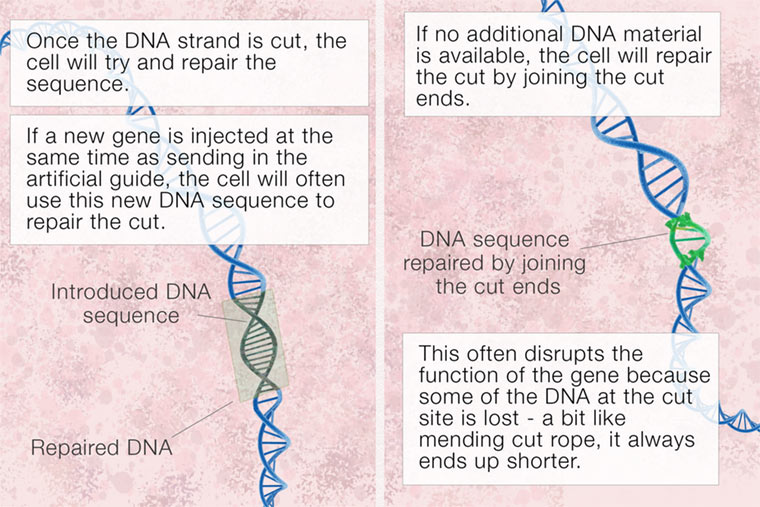 CRISPR-text-2.jpg