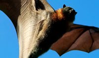 Australian bat lyssavirus