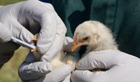 Bird flu threat a ‘test of how our response systems work’